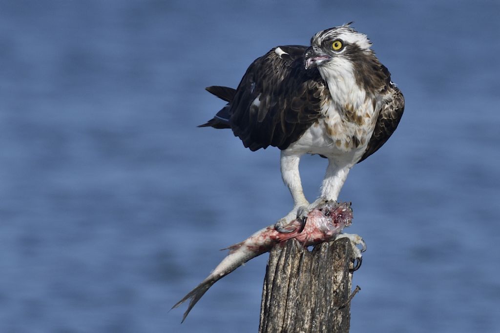 Falco pescatore, Pandion haliaetus