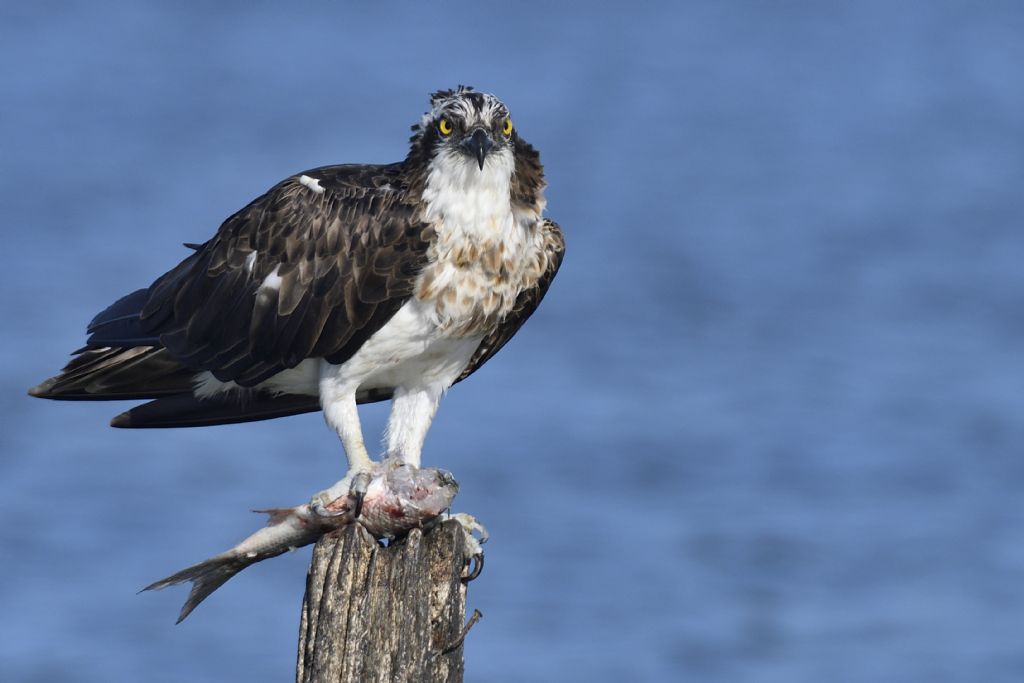 Falco pescatore, Pandion haliaetus