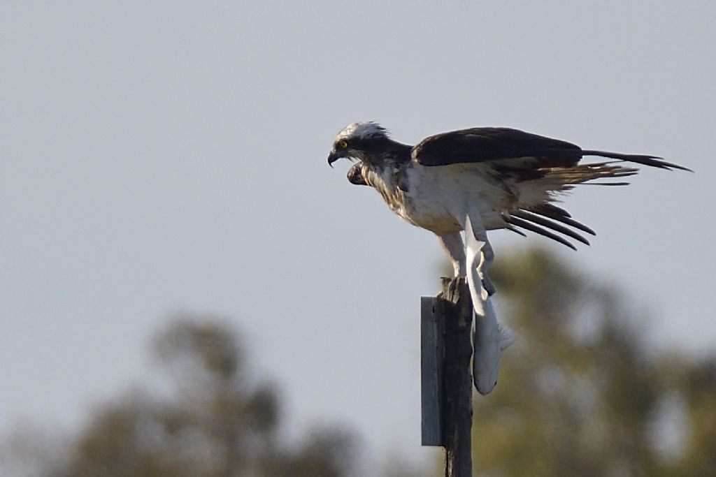 Falco pescatore, Pandion haliaetus