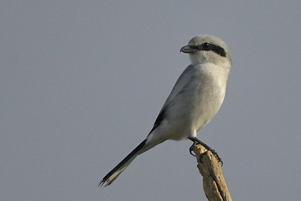 Averla maggiore, Lanius excubitor