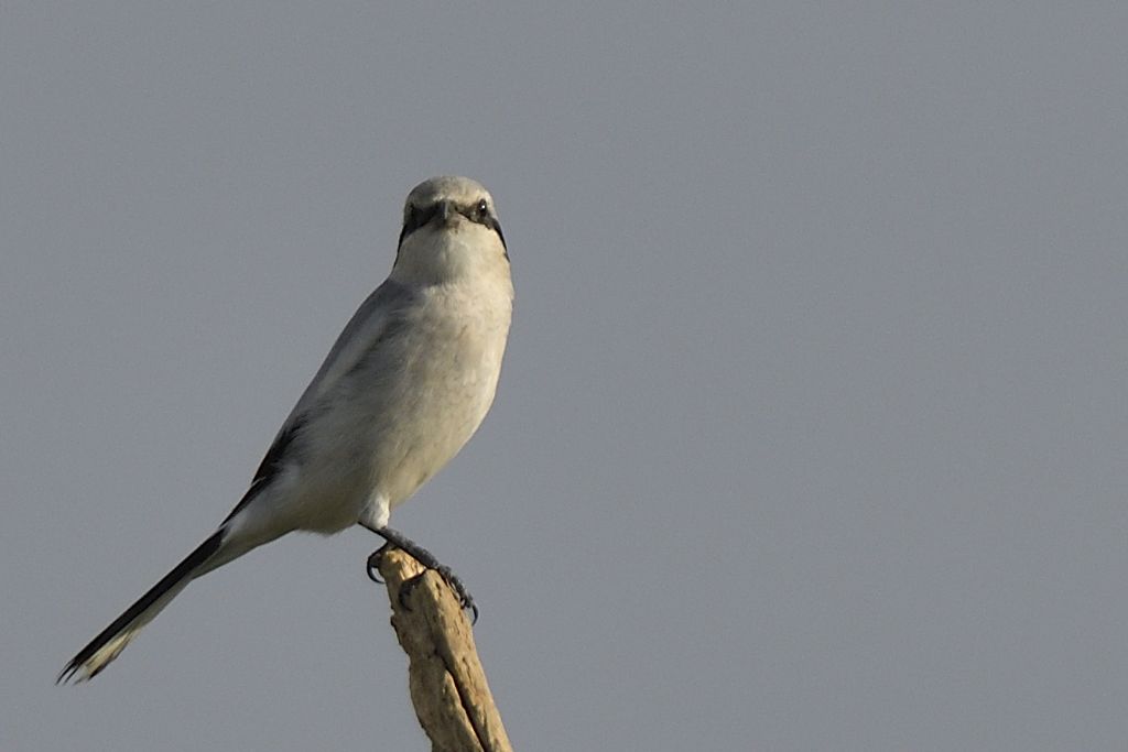 Averla maggiore, Lanius excubitor