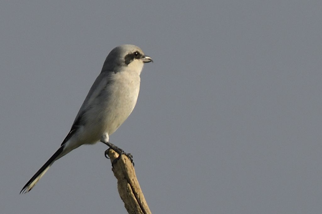 Averla maggiore, Lanius excubitor