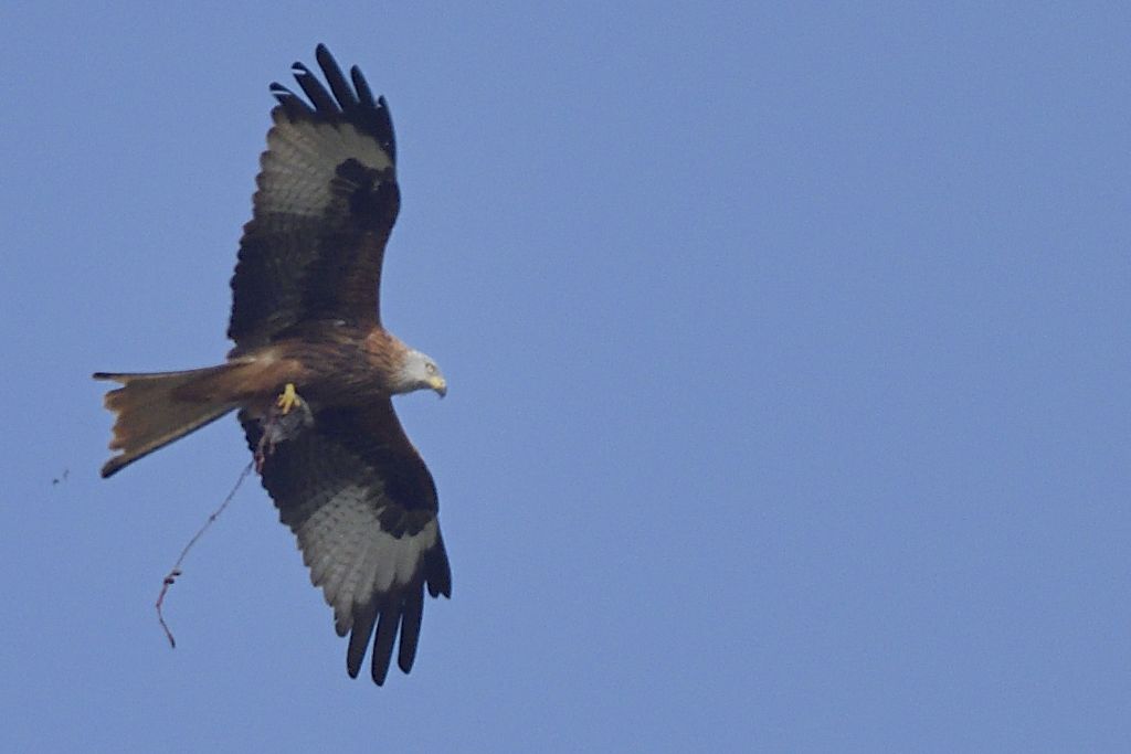 Nibbio reale, Milvus milvus