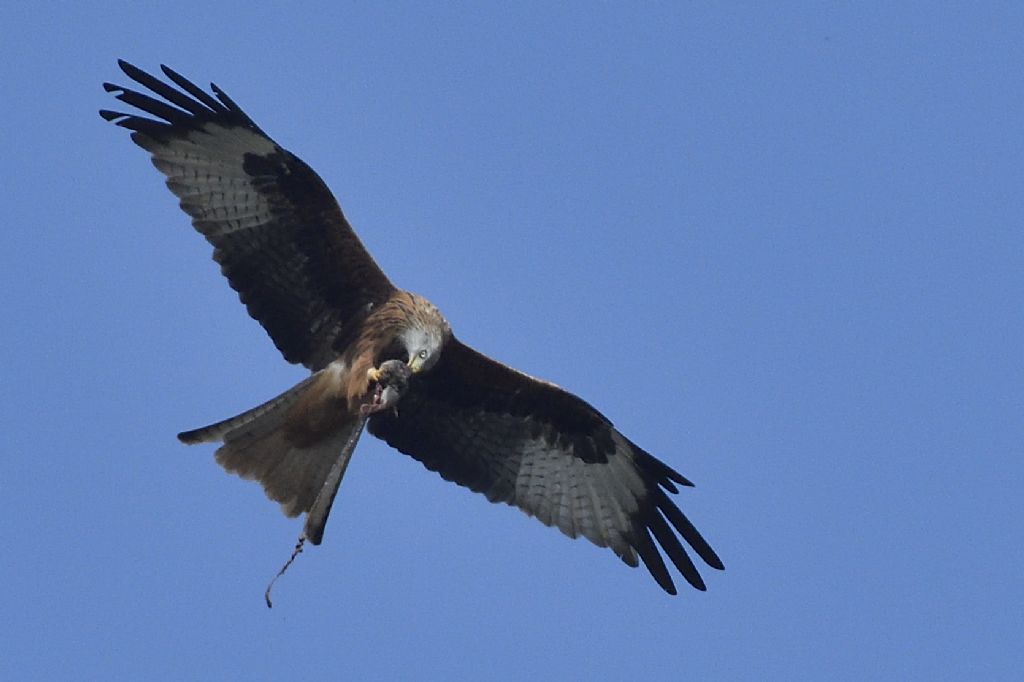 Nibbio reale, Milvus milvus