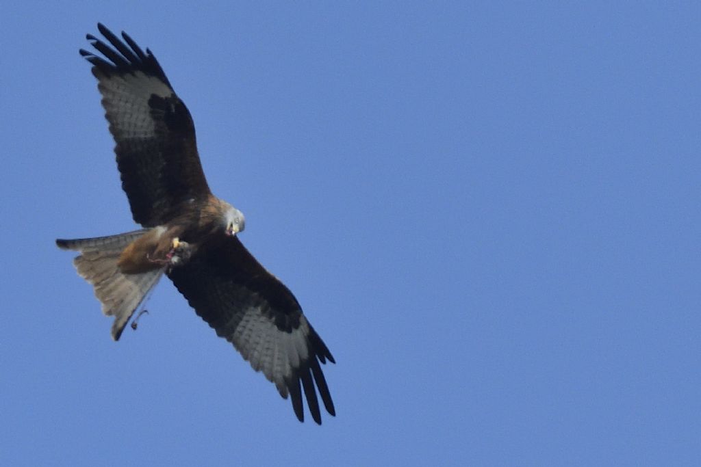 Nibbio reale, Milvus milvus