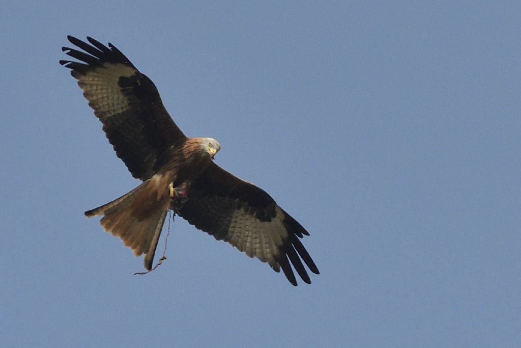 Nibbio reale, Milvus milvus