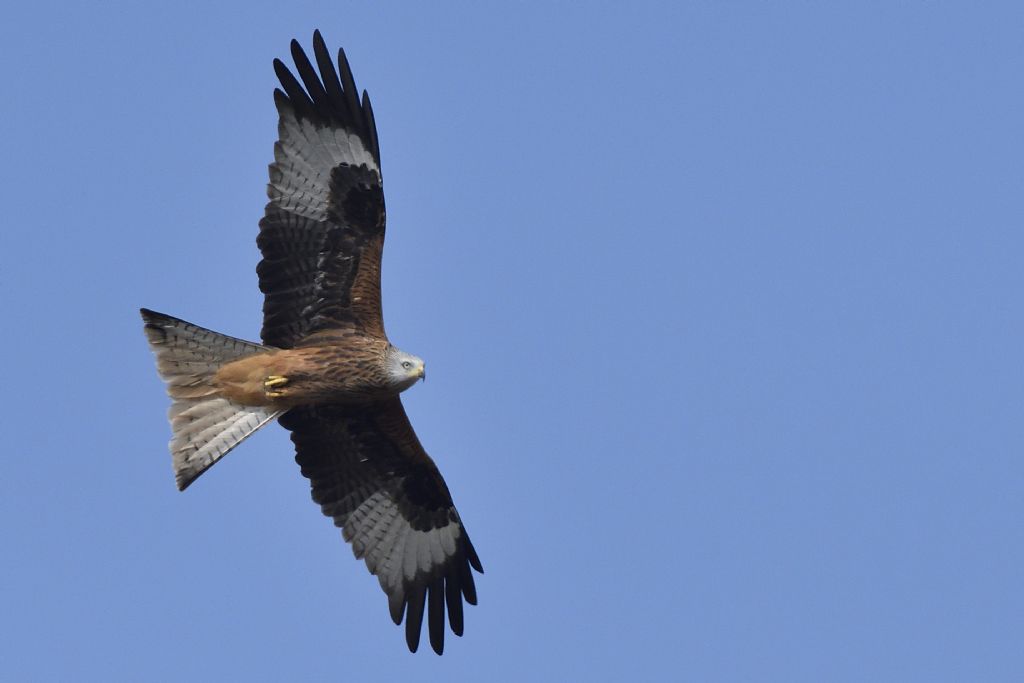 Nibbio reale, Milvus milvus