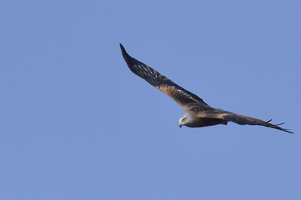 Nibbio reale, Milvus milvus