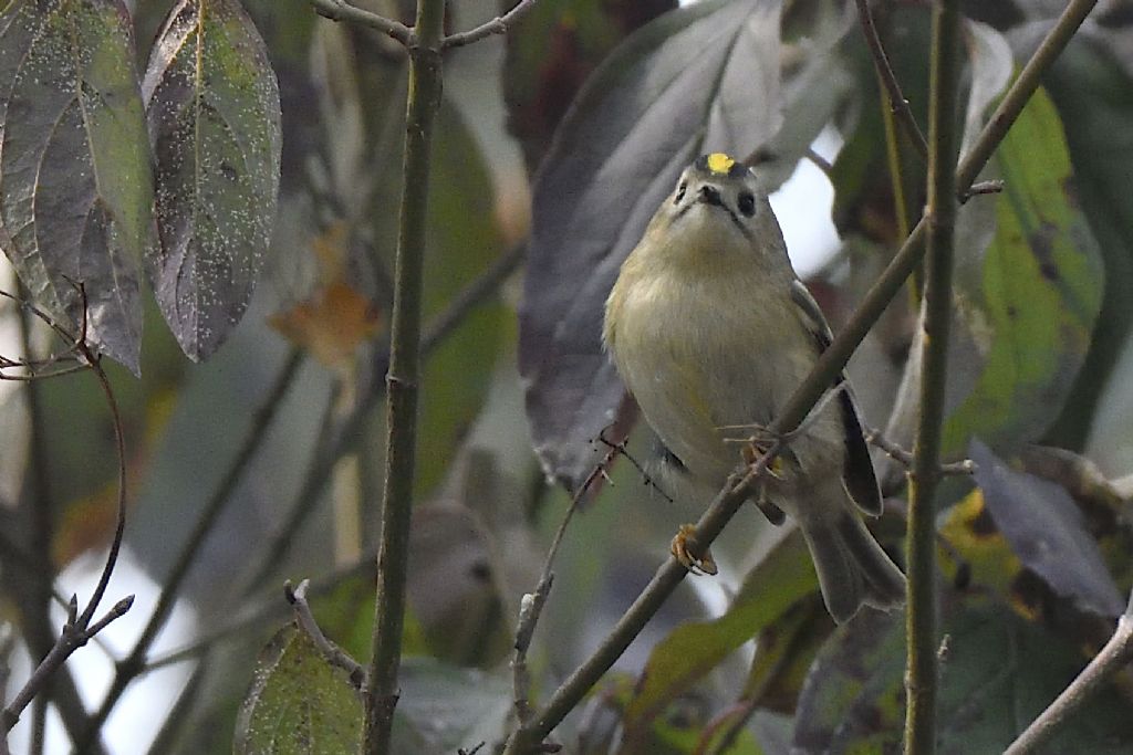 Regolo comune, Regulus regulus