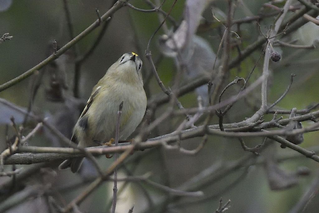 Regolo comune, Regulus regulus