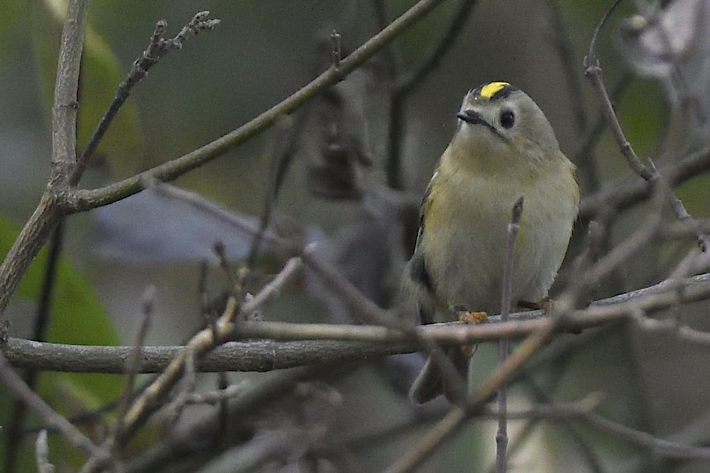 Regolo comune, Regulus regulus