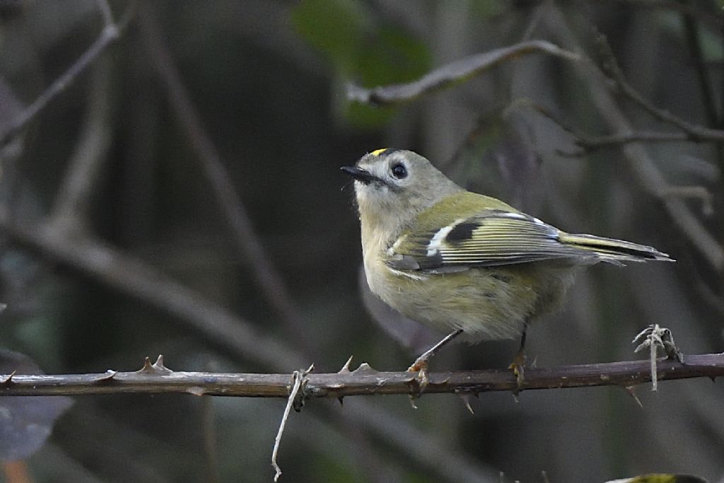 Regolo comune, Regulus regulus