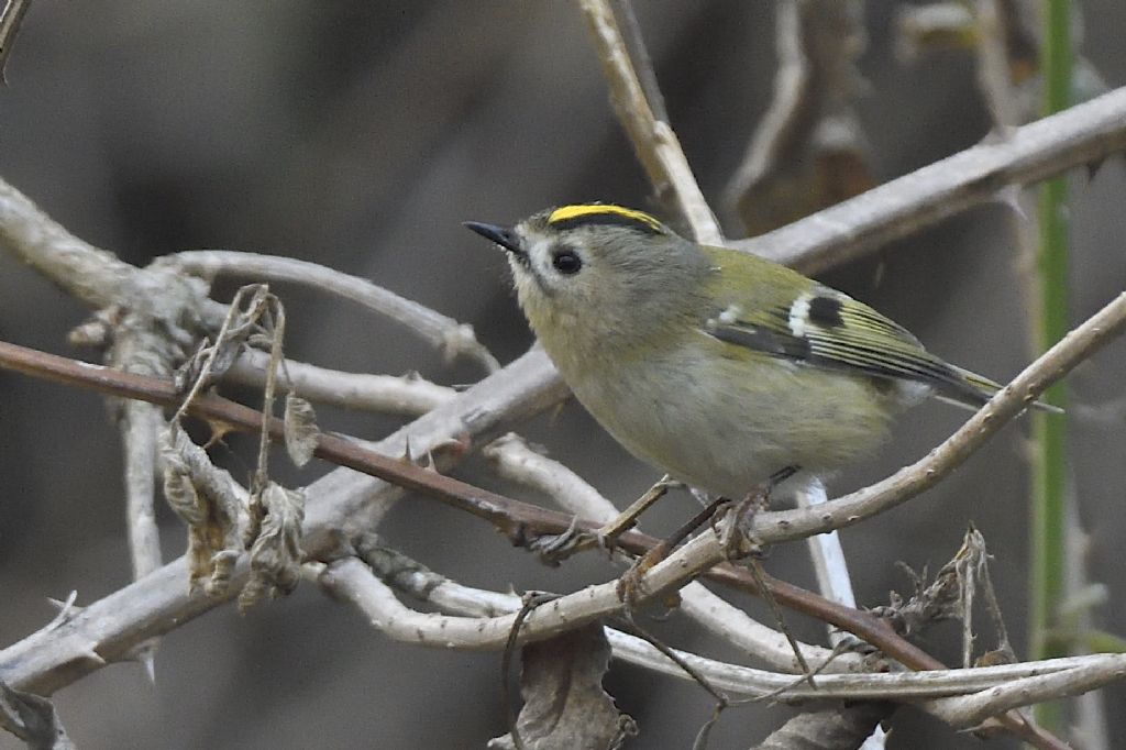 Regolo comune, Regulus regulus