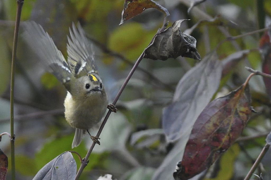 Regolo comune, Regulus regulus