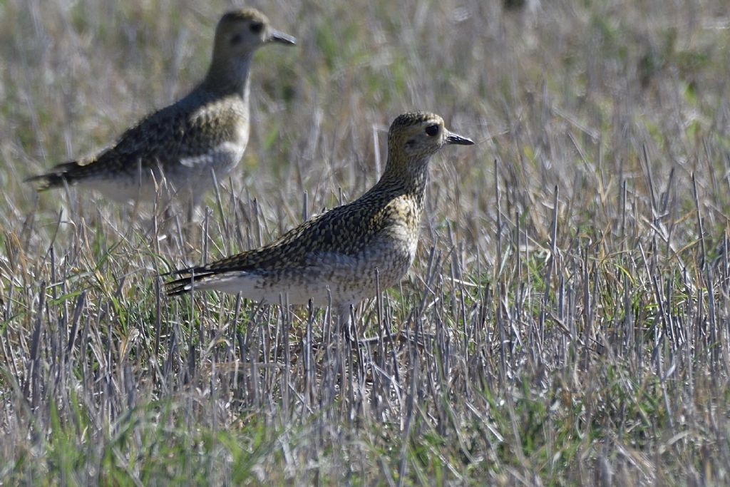 Piviere dorato, Pluvialis apricaria