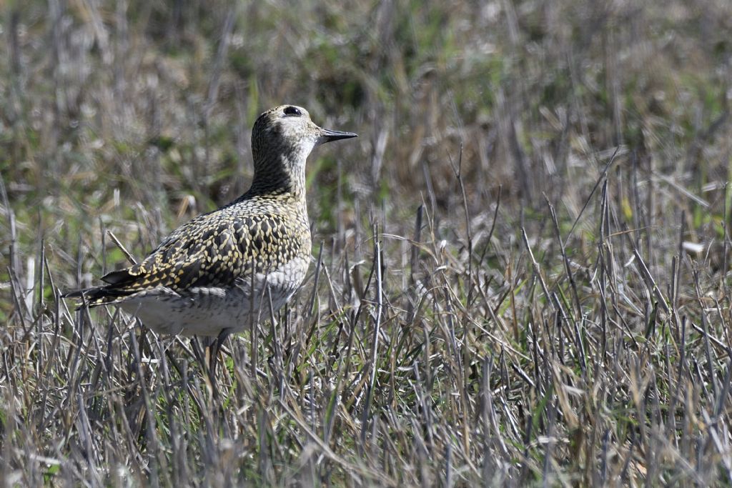 Piviere dorato, Pluvialis apricaria