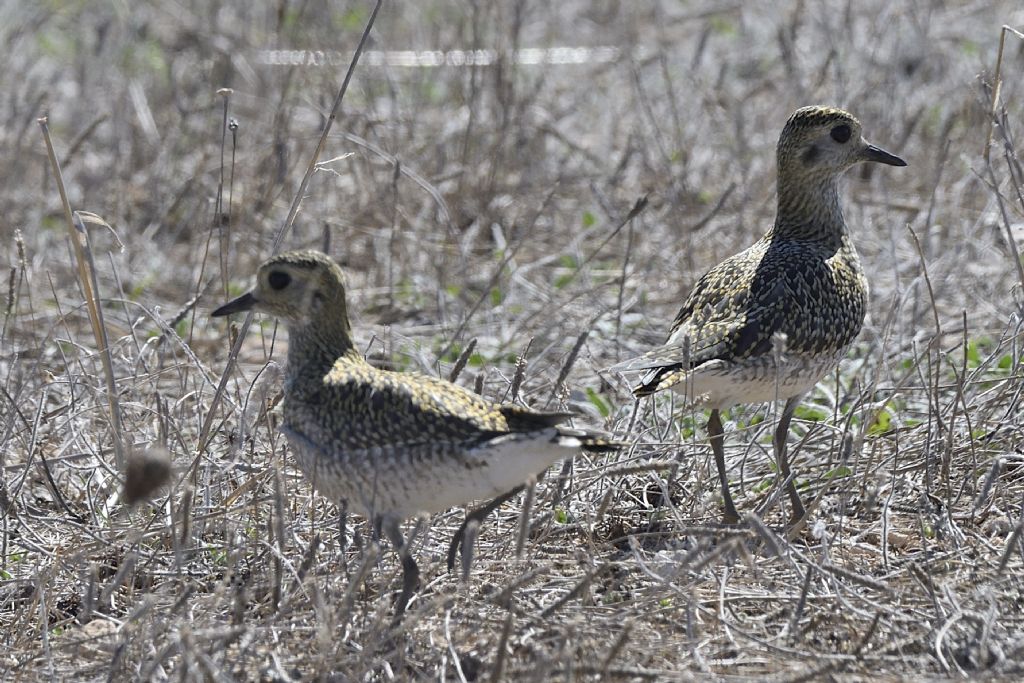 Piviere dorato, Pluvialis apricaria