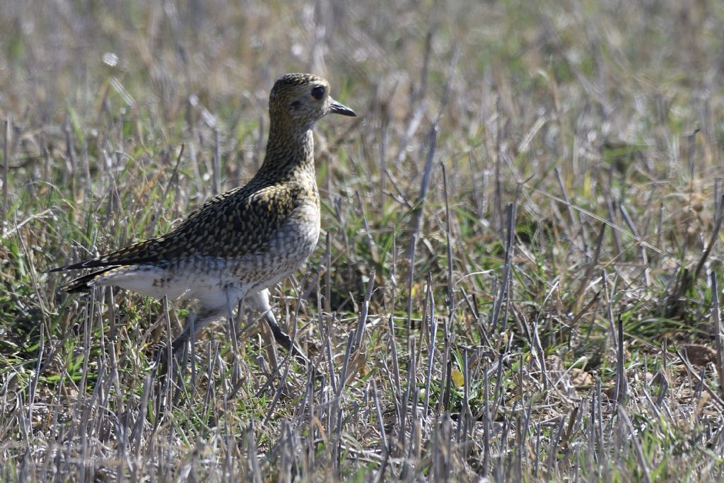 Piviere dorato, Pluvialis apricaria