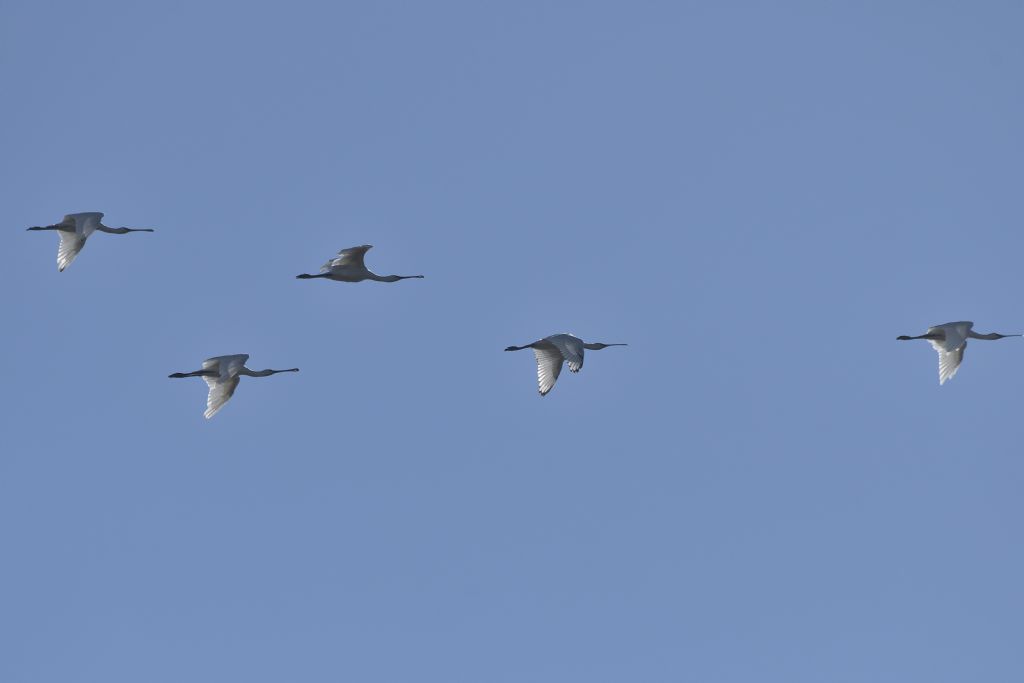 Spatole, Platalea leucorodia