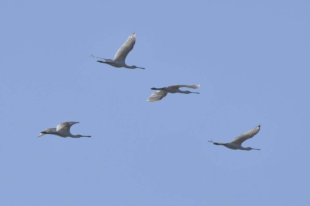 Spatole, Platalea leucorodia