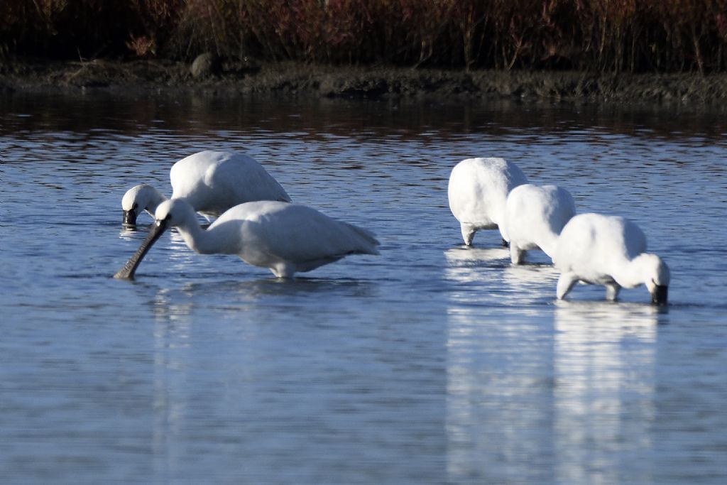 Spatole, Platalea leucorodia