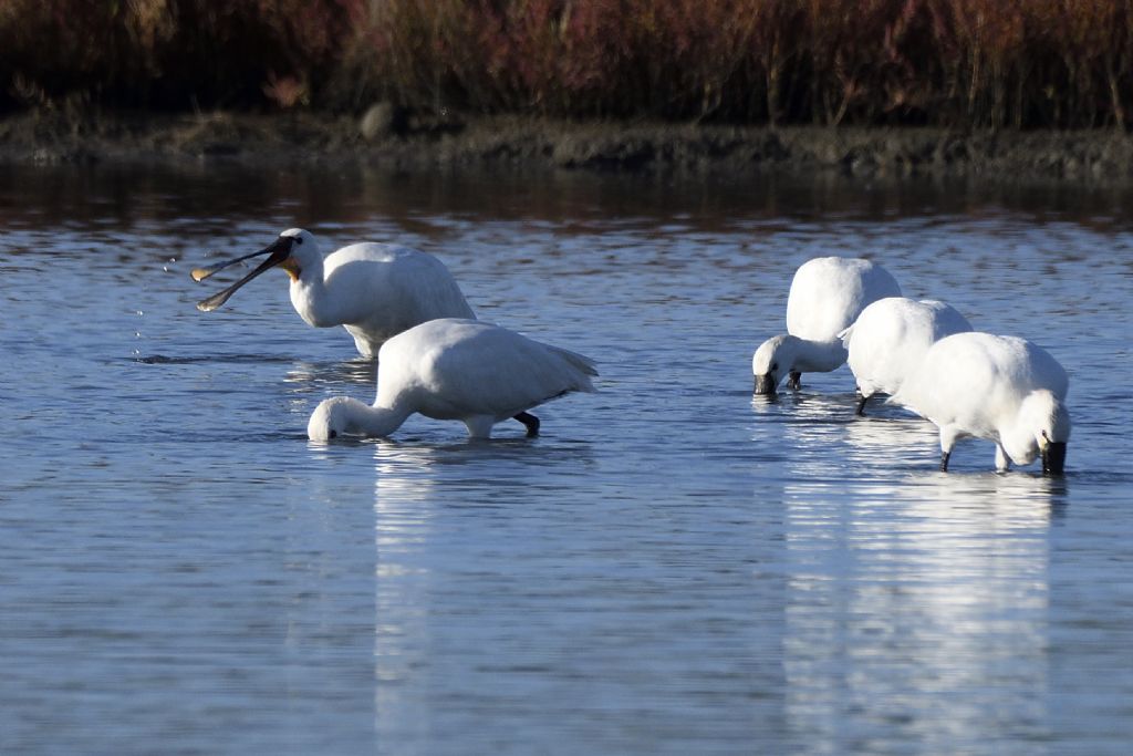Spatole, Platalea leucorodia