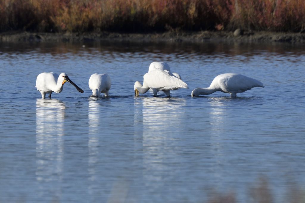Spatole, Platalea leucorodia