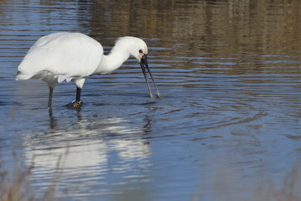 Spatole, Platalea leucorodia