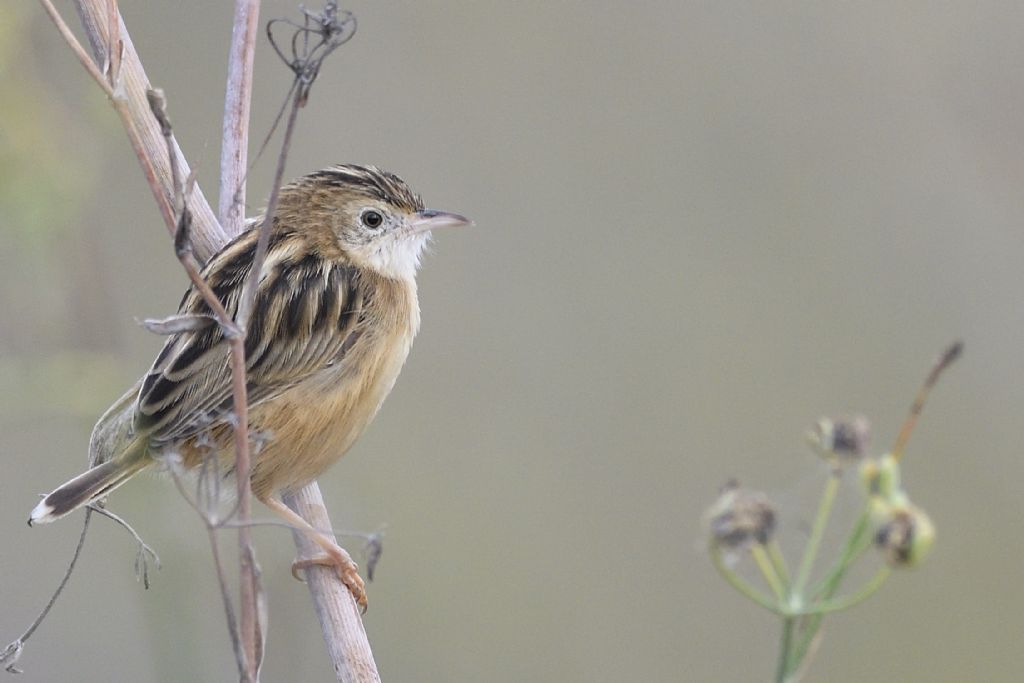 Beccamoschino (Cisticola juncidis)