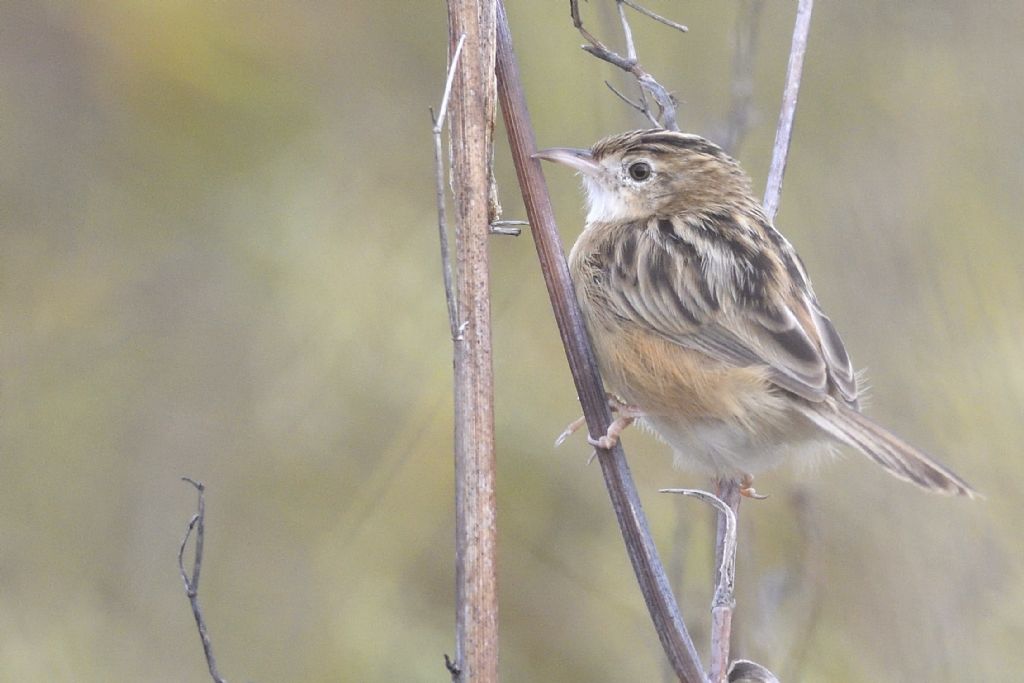 Beccamoschino (Cisticola juncidis)