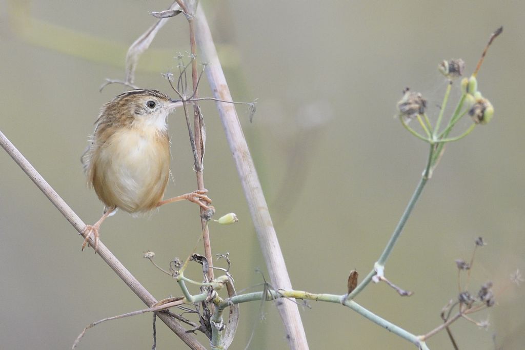 Beccamoschino (Cisticola juncidis)