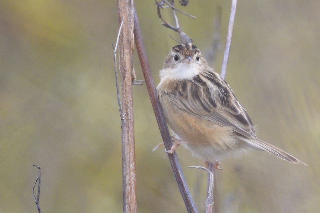 Beccamoschino (Cisticola juncidis)