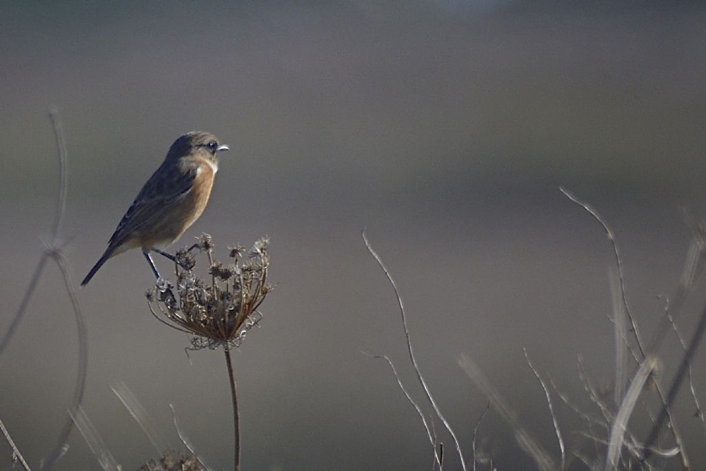 Saltimpalo, Saxicola rubicola