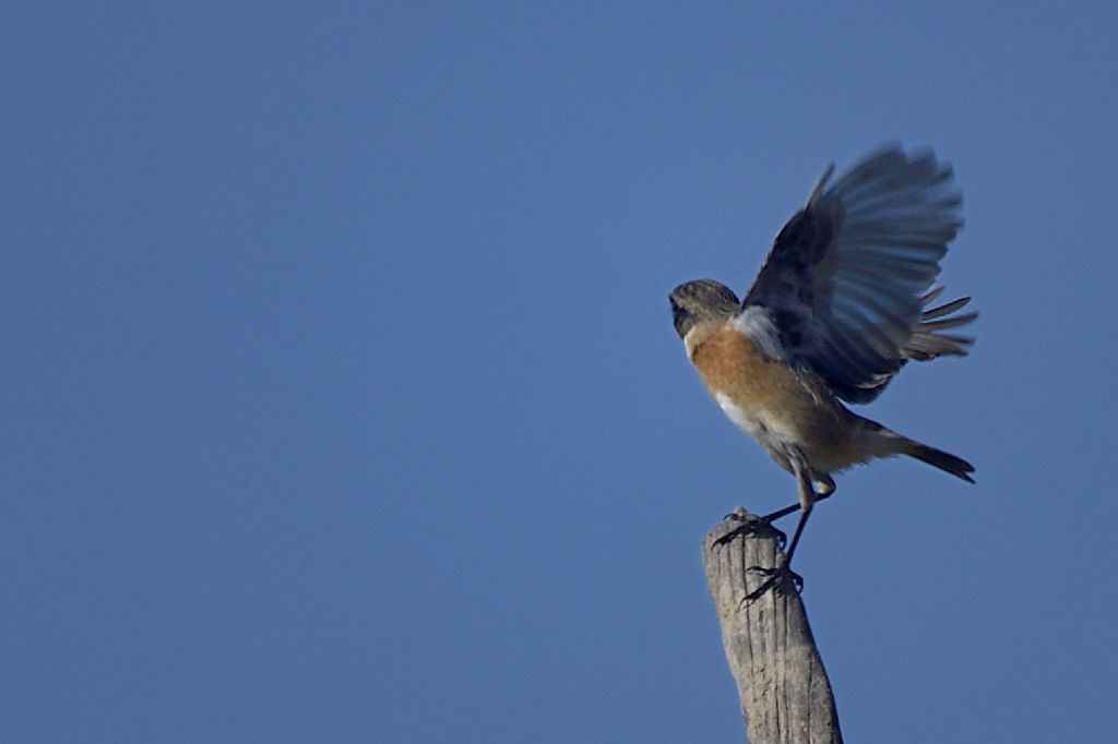 Saltimpalo, Saxicola rubicola
