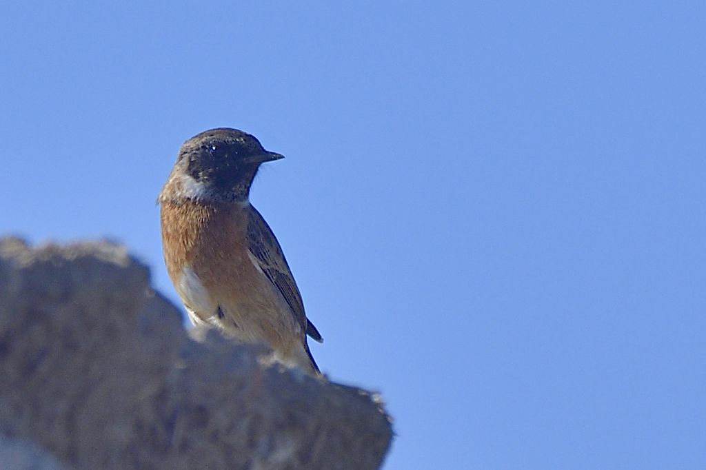 Saltimpalo, Saxicola rubicola