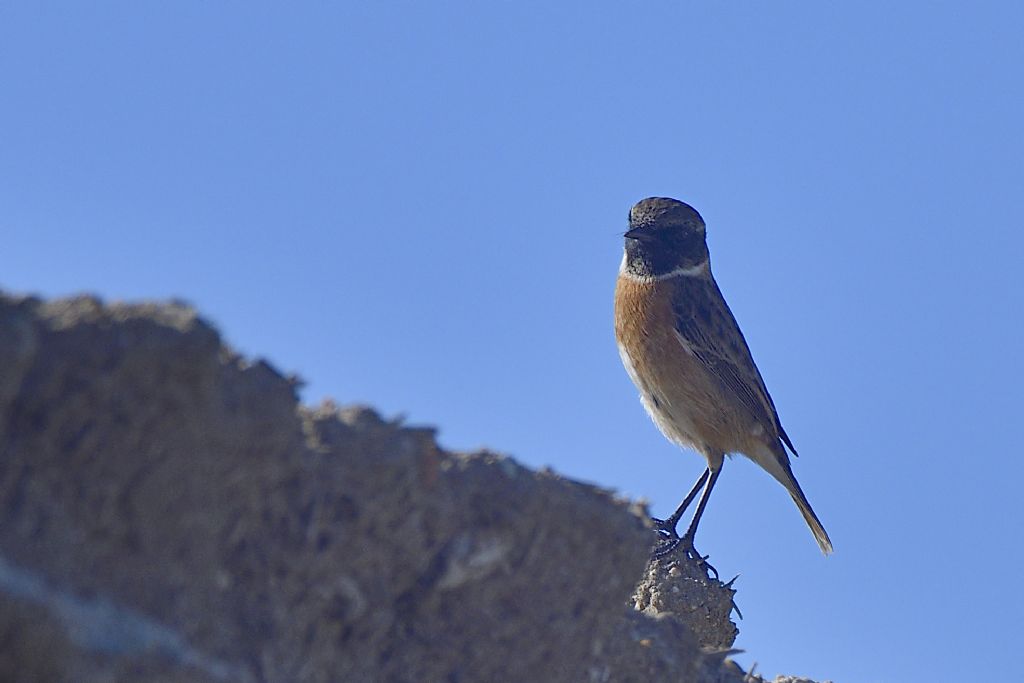 Saltimpalo, Saxicola rubicola