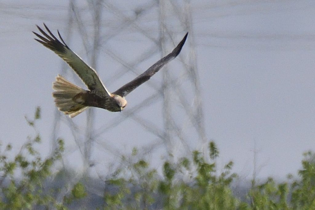 Falco di palude