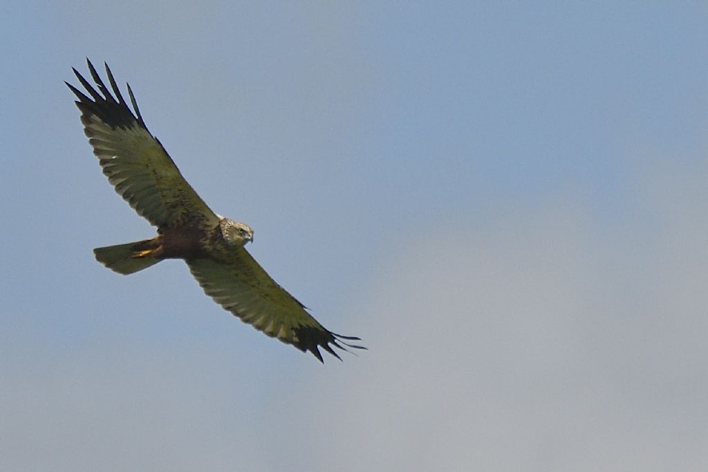 Falco di palude