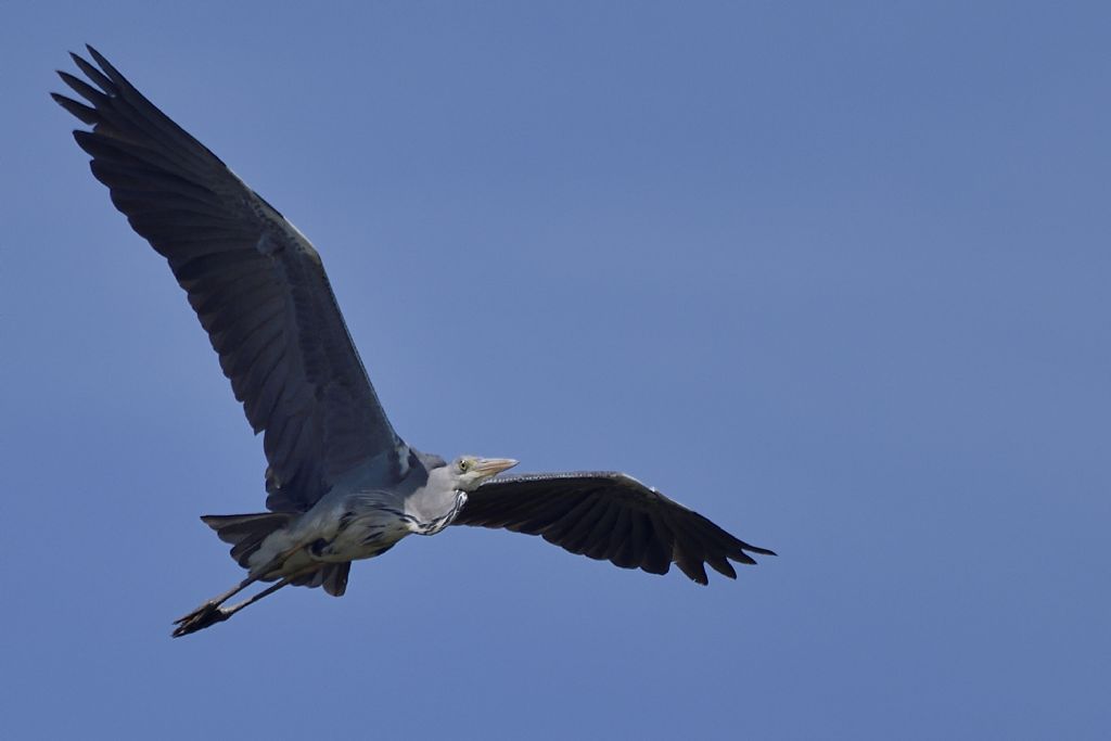 Aironi cenerini in volo