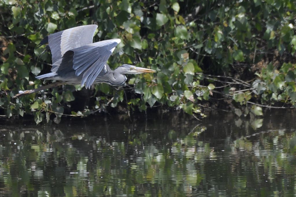 Aironi cenerini in volo