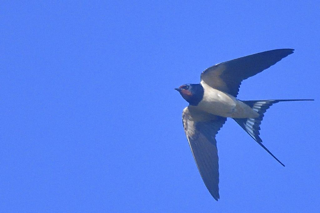 Rondine in volo