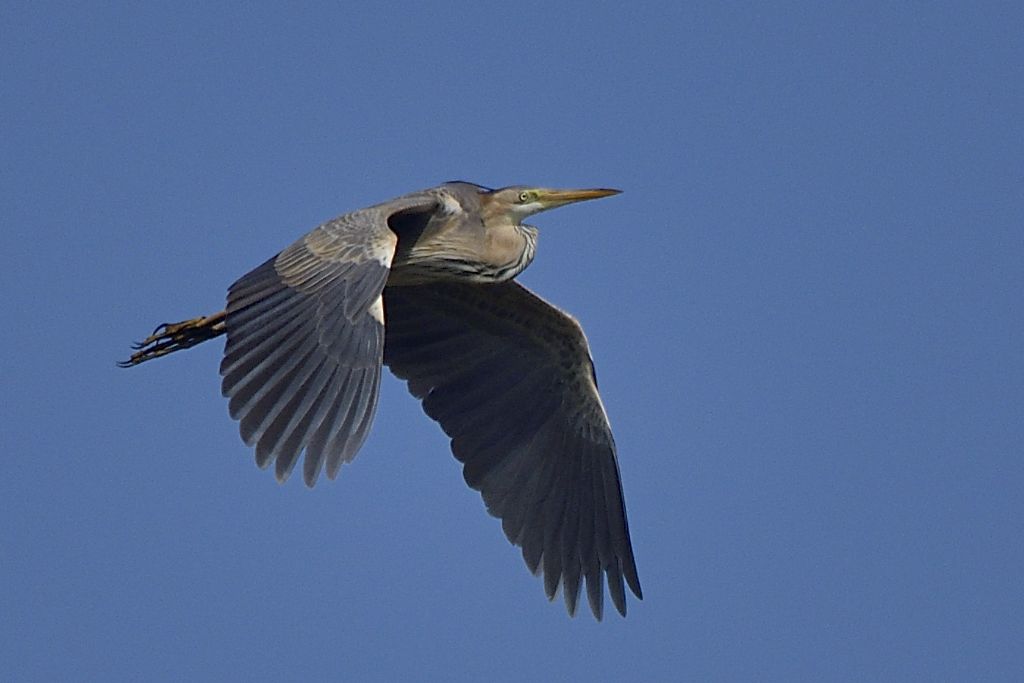 Airone rosso in volo