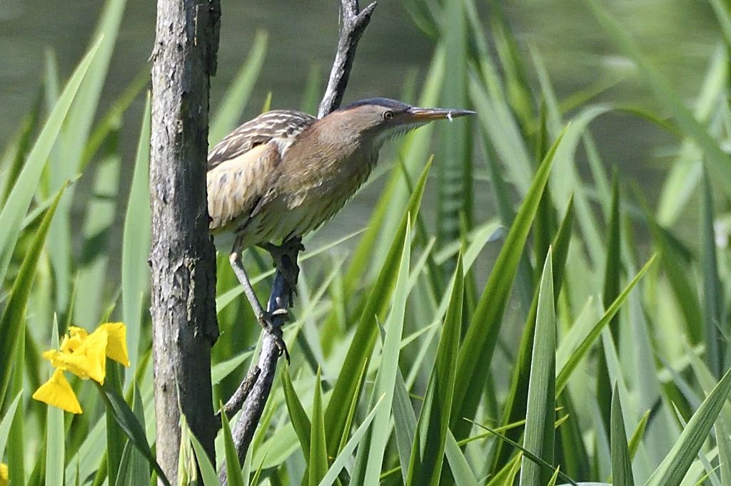 Tarabusina