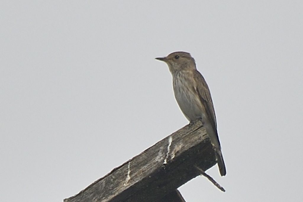 Pigliamosche comune Muscicapa striata