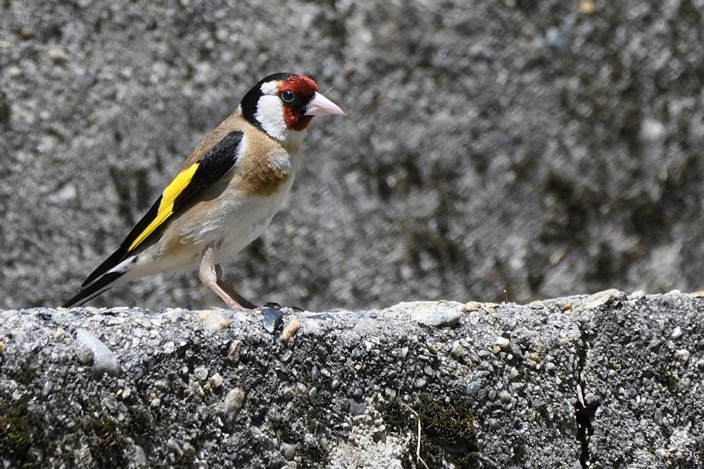 Cardellino