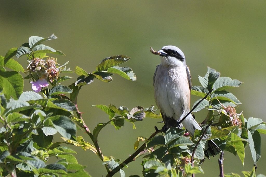 Averla piccola Lanius collurio maschio e femmina
