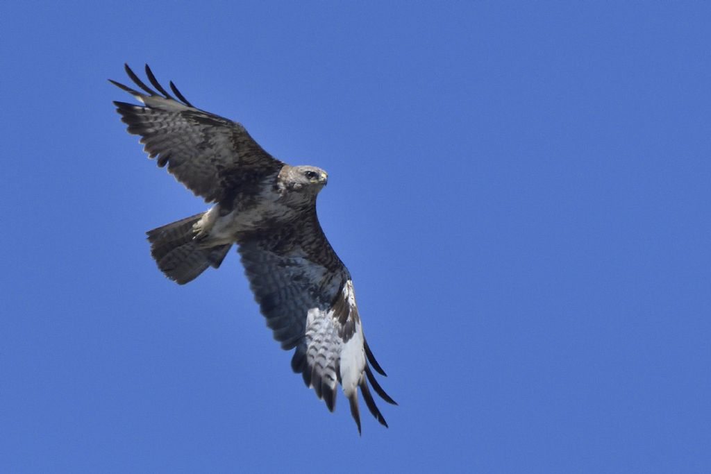 Poiana, Buteo buteo in volo