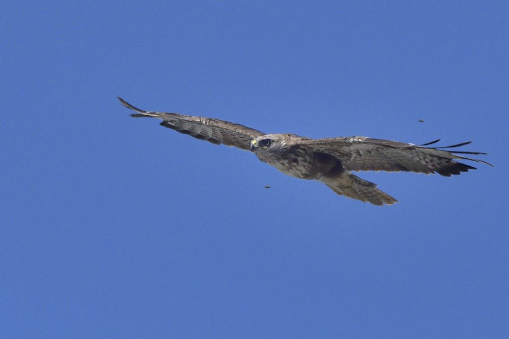 Poiana, Buteo buteo in volo