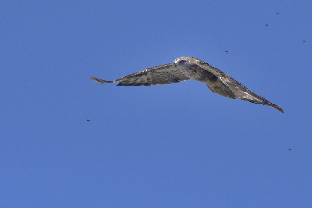 Poiana, Buteo buteo in volo