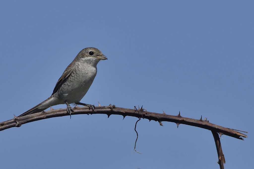 Averla piccola Lanius collurio maschio e femmina